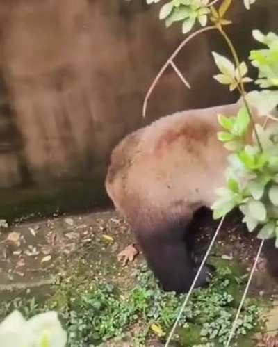 This species is endangered for a reason.