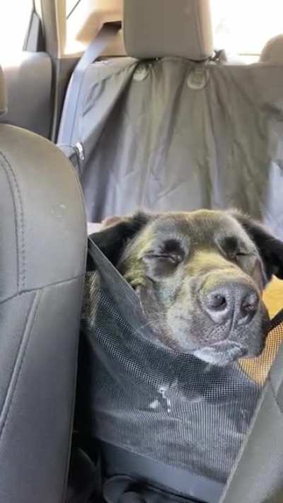 Someone is pretty tired after his first weekend camping