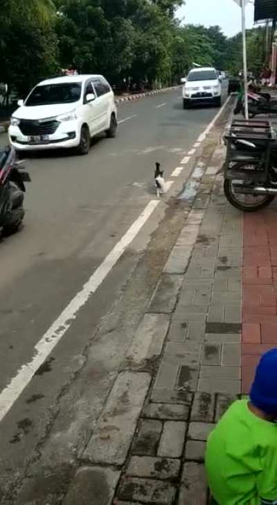 I thought the cat is carrying it&rsquo;s kitten