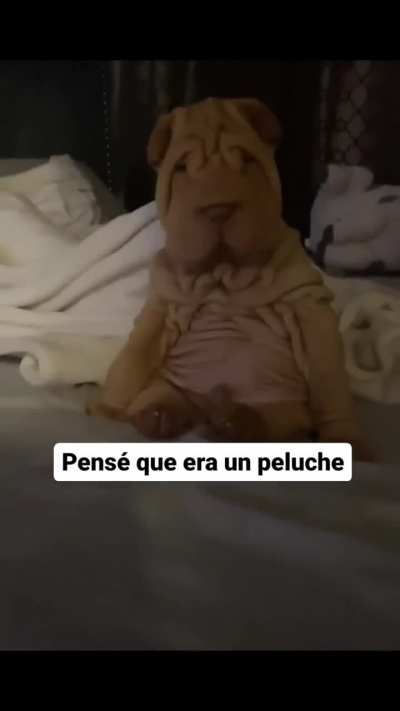 BeelcitosMemes - Video #3208