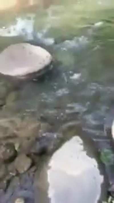 Nextlevel duck