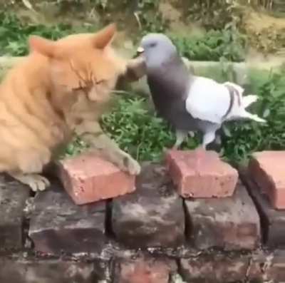 Mates