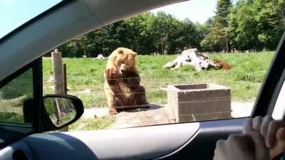 Bears are terrif-