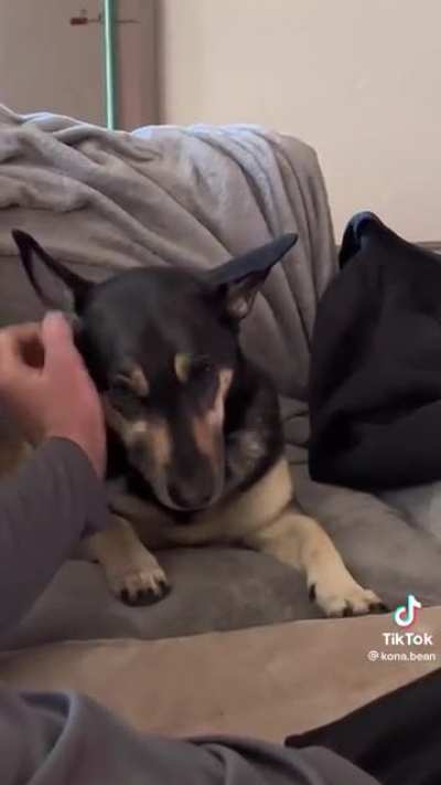 &ldquo;I didn&rsquo;t say you can stop petting me&rdquo;