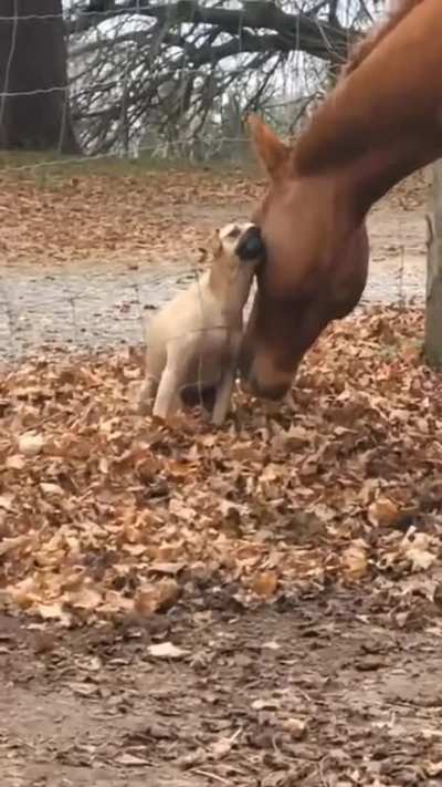 Wholesomeness lvl 100