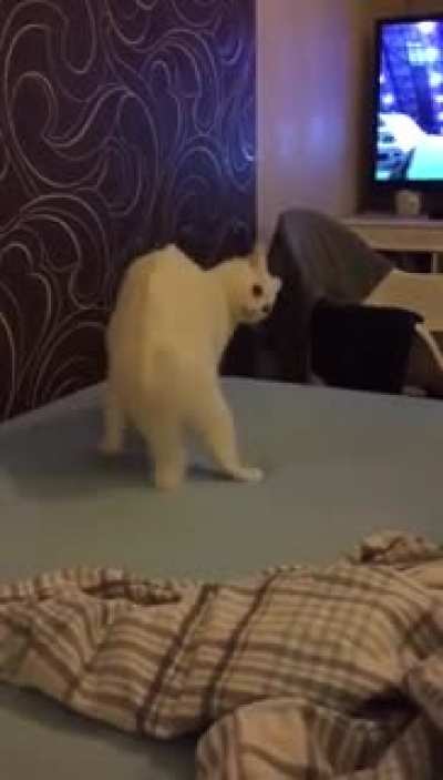 Esse gato &eacute; lok&atilde;o