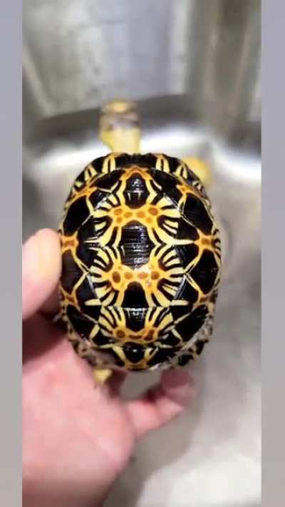 Baby critically endangered Radiated Tortoise throwing a tantrum after a soak. "Astrochelys radiata"
