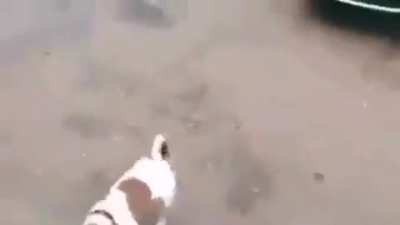 Pobre perro