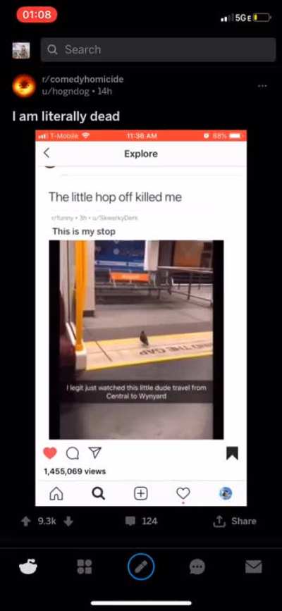 Pigeon