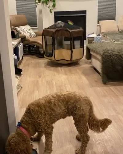 Let me out!