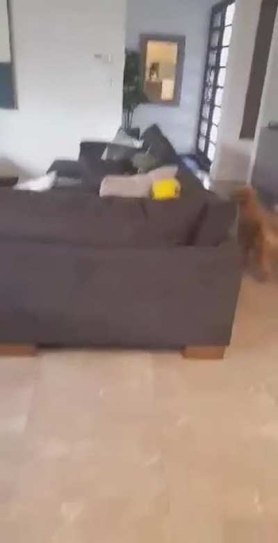 ToBeAlphaDog