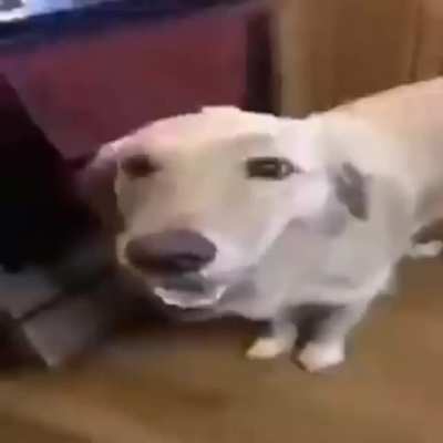 Butter dog