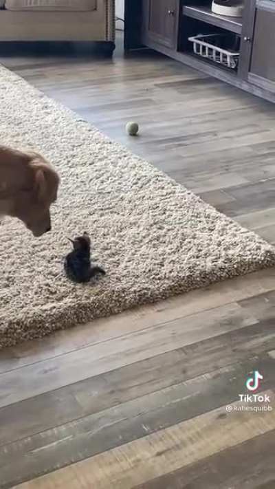 Saw this on TikTok &amp;amp; had to post how smol this kitten is!