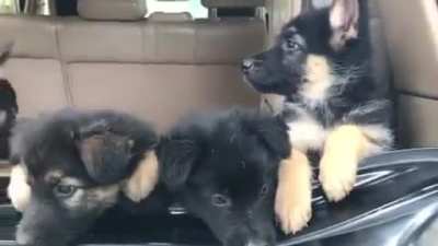 My breeder has a new litter of pups!