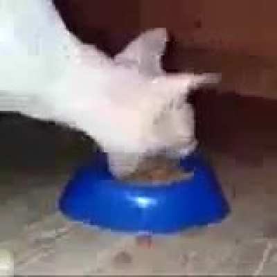 chomp