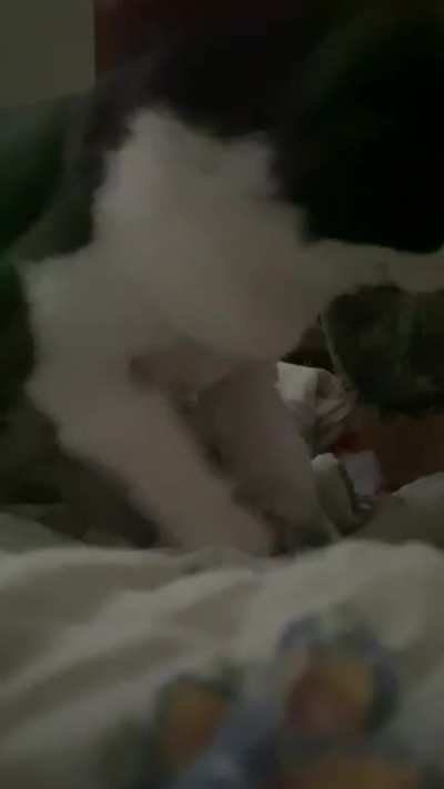 Who needs an alarm clock when you&rsquo;ve got Chewbacca with the morning kneads?