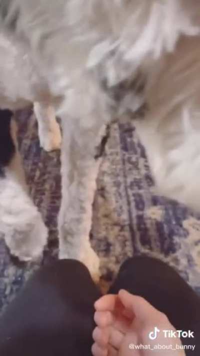 A dog learning to communicate via buttons, Bunny managed to tell their owner they had something in their paw. (Credits too What_about_bunny)