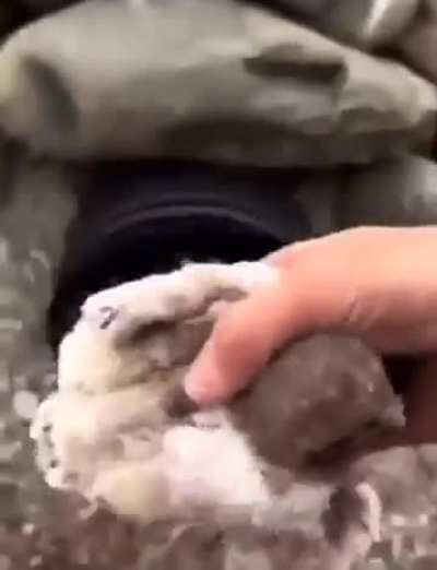 Grunt