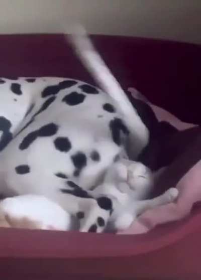 Sharing a bed with a dog