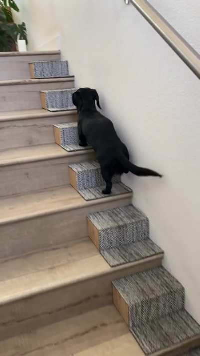 Hank&rsquo;s Dachshund Stairs