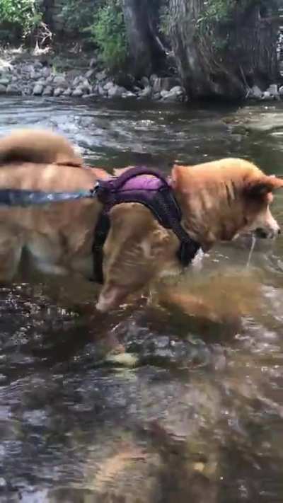 Trying to catch something&mdash;literally anything. Any other water shibes?
