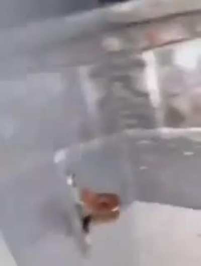The Leg Shaker