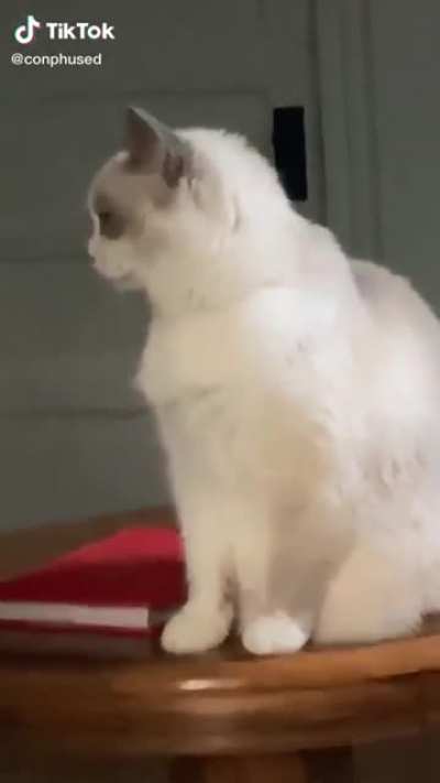 bonk
