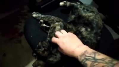 Don't rub the belly!