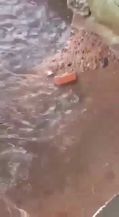 Mother Rat trying to save her baby risking own life