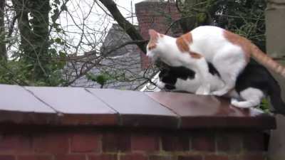 Copycat Cats