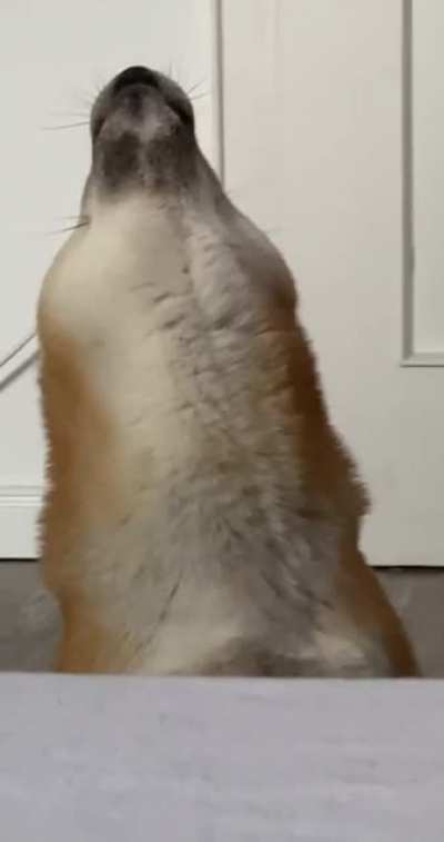 My Shiba "Douglas" channels his inner wolf ♡