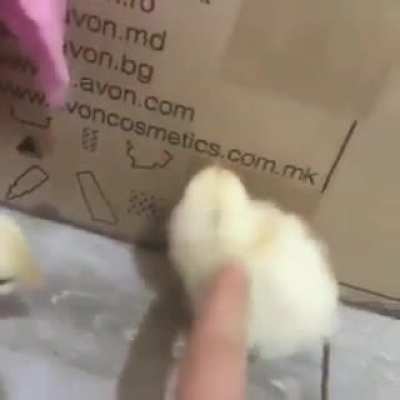 Lil Chicky