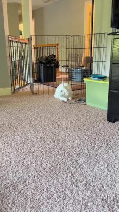 dandy does a binky