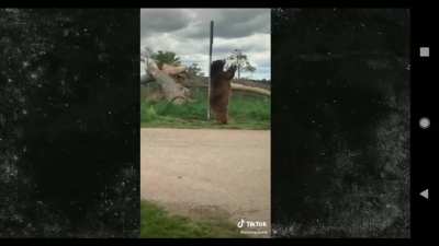 Boujee Pole-Dancing Bear
