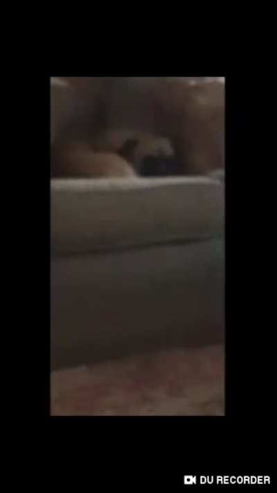 Scary Doggo