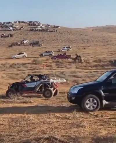 The camels tho
