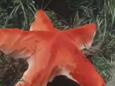 Starfish attack