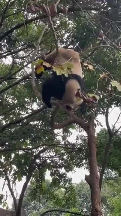 More reasons why giant pandas were once endangered species