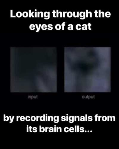 "Yang Dan, Fei Li and Garrett Stanley of the University of California, Berkeley, were able to reconstruct in startling detail scenes flashed before a cat's eyes. The researchers attached electrodes to 177 cells in the cat's thalamus, a region of the brain