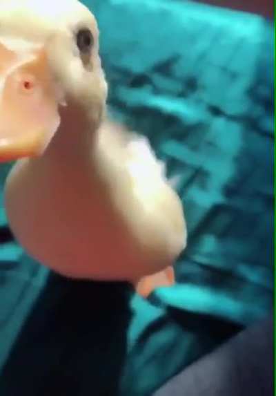 Duck