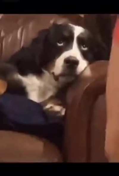 The dog knows