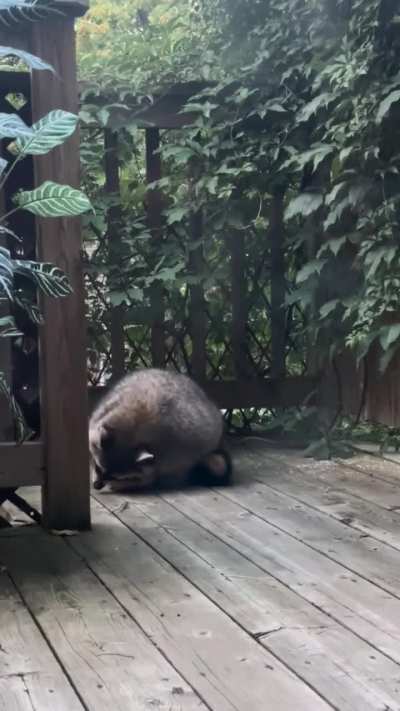 rotund raccoon makes perfect circle