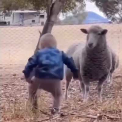 Baby &amp;amp; sheep confrontation, both stand their ground 😆