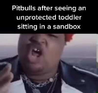 Wordington pitbull