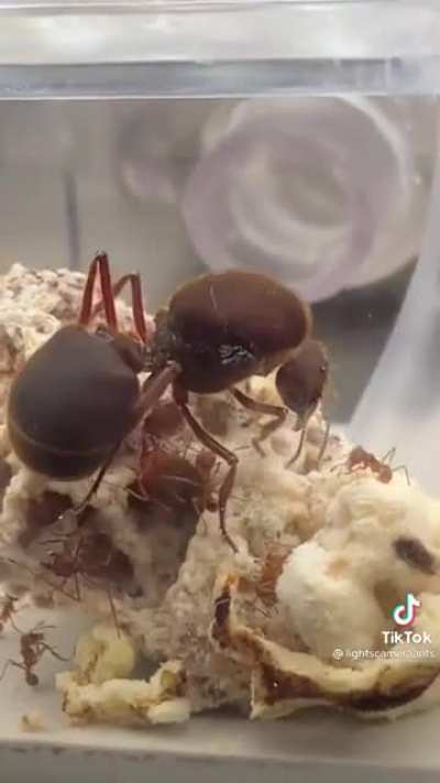 A friend sent me this...Is that actually real?