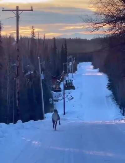 🔥 A caribou prancing down a snowy road without a care in the world