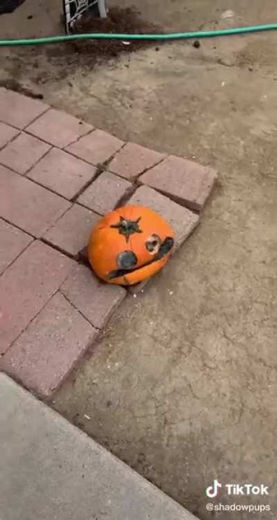 Spook