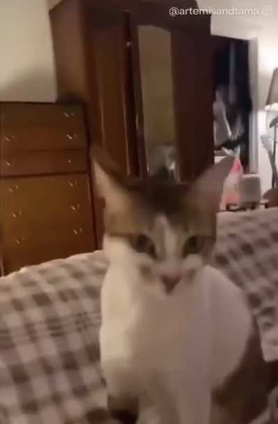 When you say your cat&rsquo;s favorite word
