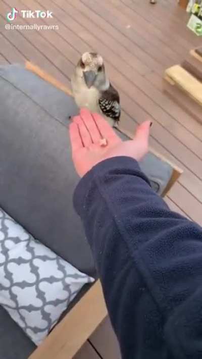 Feeding a very friendly kookaburra