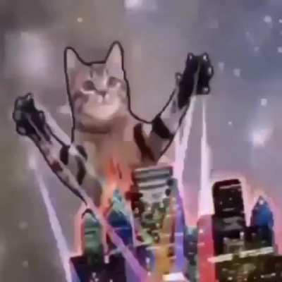 este video contiene gatos